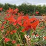 Crocosmia 'Hellfire'