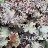 Heuchera Purple Petticoats