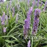 Liriope muscari 'Moneymaker'