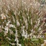 Persicaria amplexicaulis 'White Eastfield'