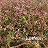 Persicaria amplexicaulis 'Pink Elephant'