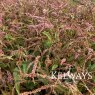 Persicaria Pink Elephant