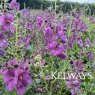 Verbascum Plum Smokey