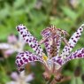 Tricyrtis Pink Freckles ('Innotripf')