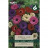 Anemone St Brigid Mix (15 bulbs)