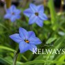 Ipheion uniflorum 'Charlotte Bishop'