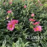 Helianthemum 'Ben Hope'