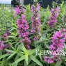 Lythrum Morden Pink