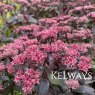 Sedum Purple Emperor