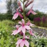 Lobelia 'Compton Pink'