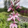 Lobelia Compton Pink