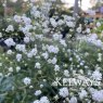Gypsophila paniculata 'Snowflake'