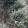 Pinus parviflora (Glauca Group) 'Glauca'