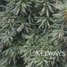 Taxus baccata 'Standishii'