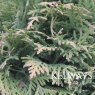 Thuja occidetalis 'Mirjam'