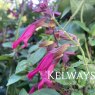 Salvia 'Wendy's Wish'