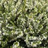 Erica x darleyensis f. albiflora 'White Perfection'