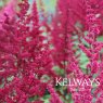 Astilbe 'Fanal' (x arendsii)