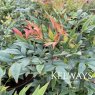 Nandina domestica 'Gulf Stream'