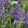 Lavandula x intermedia PHENOMENAL ('Niko' PBR)