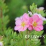 Potentilla fruticosa 'Pink Beauty'