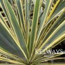 Yucca Bright Edge