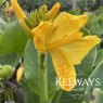 Canna 'Happy Emily' (CannaSol Series)