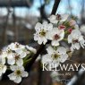 Pyrus calleryana 'Chanticleer'