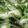 Hosta Mediovariegata