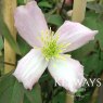 Clematis montana 'Elizabeth'