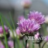 Allium schoenoprasum (Chives)