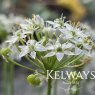 Allium tuberosum
