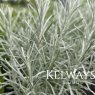 Helichrysum italicum (9cm pot)