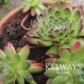 Sempervivum 'Hester'