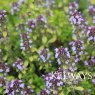 Thymus pulegioides 'Bertram Anderson'