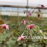 Epimedium 'Pink Elf' PBR