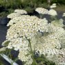 Achillea 'Desert Eve Cream' (Desert Eve Series)