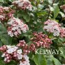 Viburnum Lisarose
