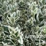 Euonymus White Spire