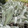 Senecio Donkey's Ears