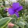 Tibouchina urvilleana