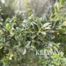 Ilex crenata 'Kinme' (f)