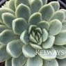 Echeveria elegans