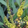 Mahonia Sweet Winter