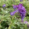 Corydalis 'Korn's Purple'