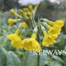 Primula florindae