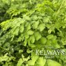 Adiantum raddianum