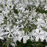 Phlox May Breeze