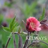 Geum rivale 'Leonard's Variety'