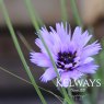 Catananche caerulea